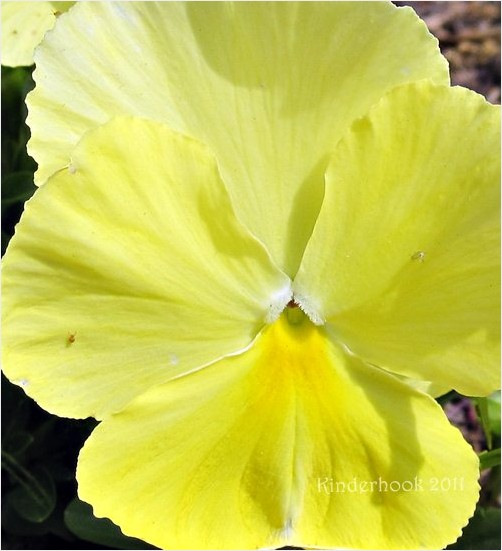 Yellow Pansy Macro, with Company